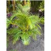 Image 1 : Potted Palm Plant Approx. 45"H