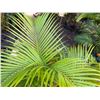 Image 2 : Potted Palm Plant Approx. 45"H