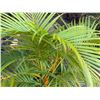 Image 3 : Potted Palm Plant Approx. 45"H