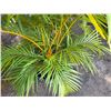 Image 4 : Potted Palm Plant Approx. 45"H