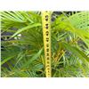 Image 5 : Potted Palm Plant Approx. 45"H