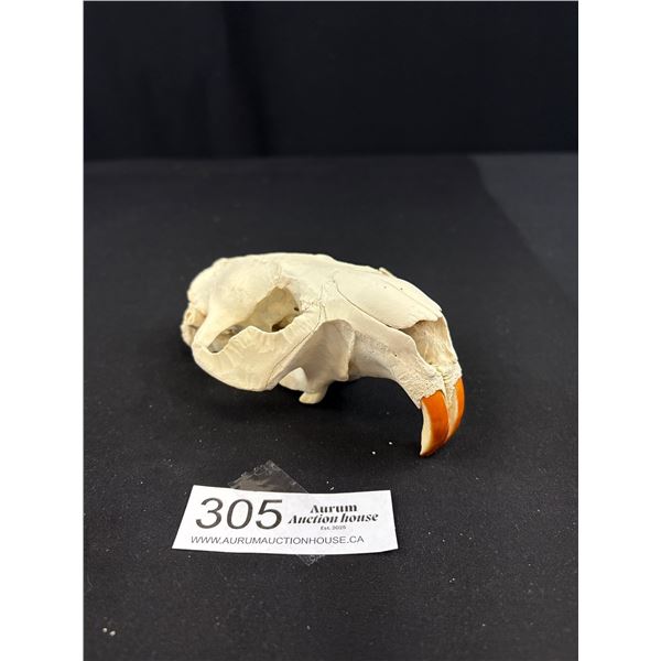 Vintage Beaver Skull w/ Its Front Teeth