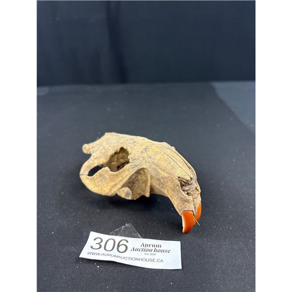 Vintage Beaver Skull w/ Its Front Teeth