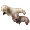 Image 2 : Set of 4 Inuit-Made Seal Fur Stuffed Seals 10-Inch Largest Various Colors