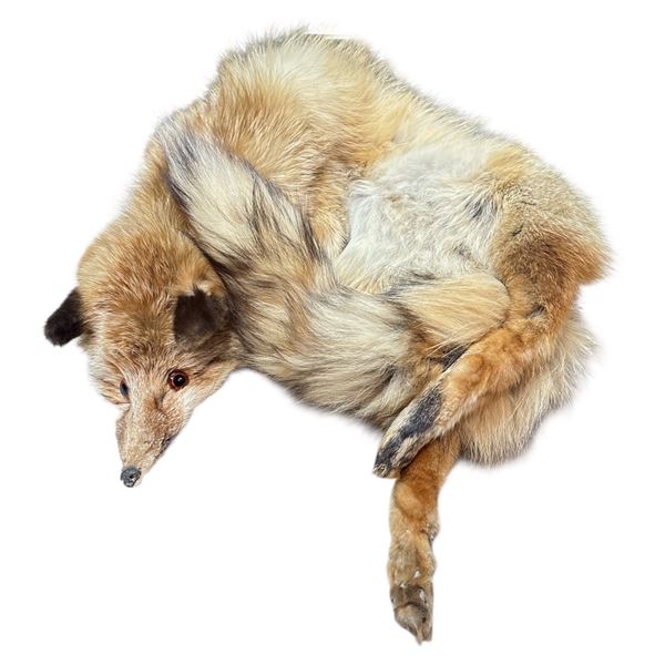 Soft Mount Taxidermy Fox 44-Inch Long Excellent Condition