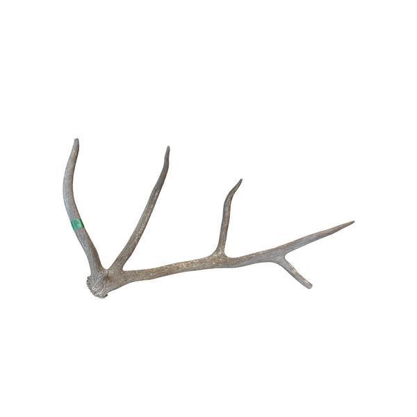 Elk Antler 26-Inch Long Natural