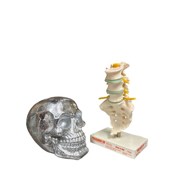 Decorative Skull and Voltaren Anatomical Model