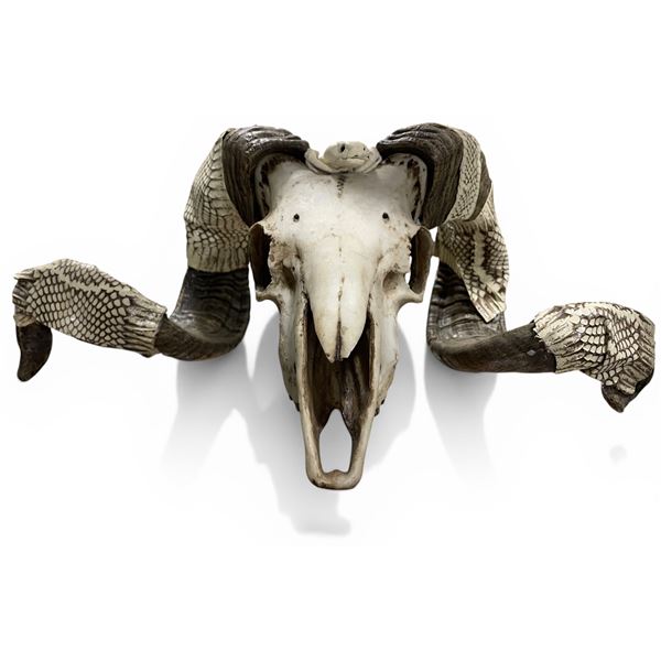 Decorative Goat Skull - Film/TV Wardrobe