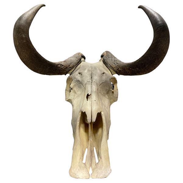 Decorative Ram Skull - Film/TV Wardrobe