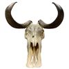 Image 1 : Decorative Ram Skull - Film/TV Wardrobe