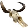 Image 3 : Decorative Ram Skull - Film/TV Wardrobe