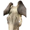 Image 4 : Decorative Ram Skull - Film/TV Wardrobe
