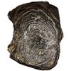 Image 1 : CHINA: Qing Dynasty, AR 1 tael sycee (36.1g), late 18th to 19th century, GBCA graded AU50