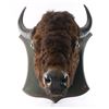 Image 1 : Antique Buffalo Head Mount.