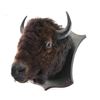 Image 4 : Antique Buffalo Head Mount.