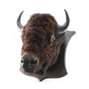 Image 5 : Antique Buffalo Head Mount.