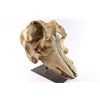 Image 2 : Pilot Whale Skull