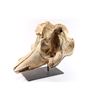 Image 4 : Pilot Whale Skull