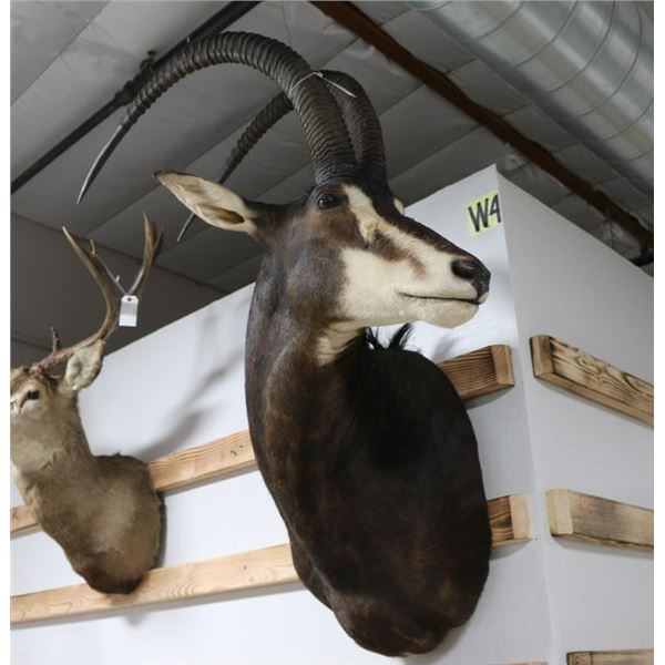 Sable Taxidermy Shoulder Mount