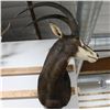 Image 2 : Sable Taxidermy Shoulder Mount