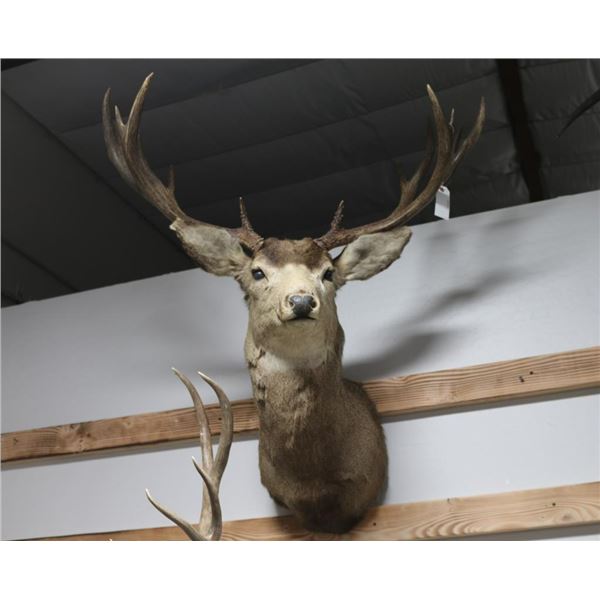Mule Deer Taxidermy Shoulder Mount