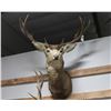 Image 1 : Mule Deer Taxidermy Shoulder Mount