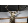 Image 2 : Mule Deer Taxidermy Shoulder Mount