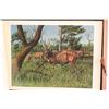 Image 2 : Gary R. Swanson's World Wildlife Paintings
