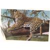 Image 3 : Gary R. Swanson's World Wildlife Paintings