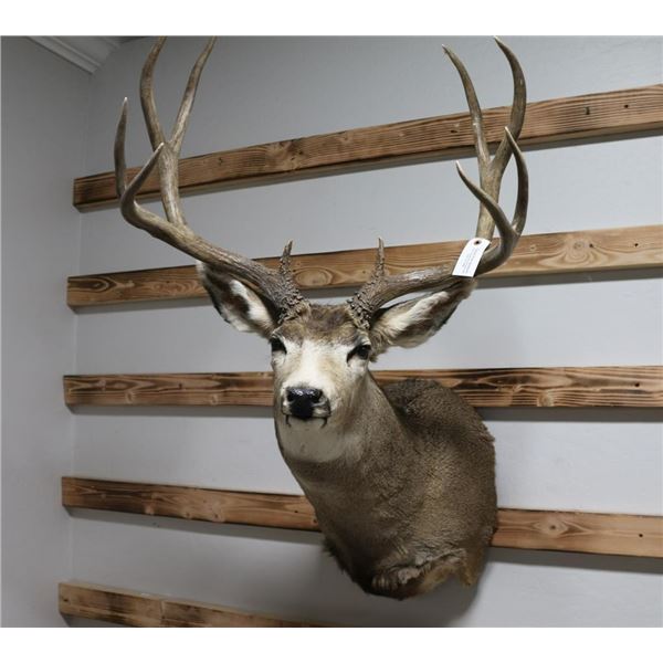 Mule Deer Taxidermy Mount