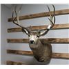 Image 1 : Mule Deer Taxidermy Mount