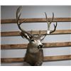 Image 2 : Mule Deer Taxidermy Mount