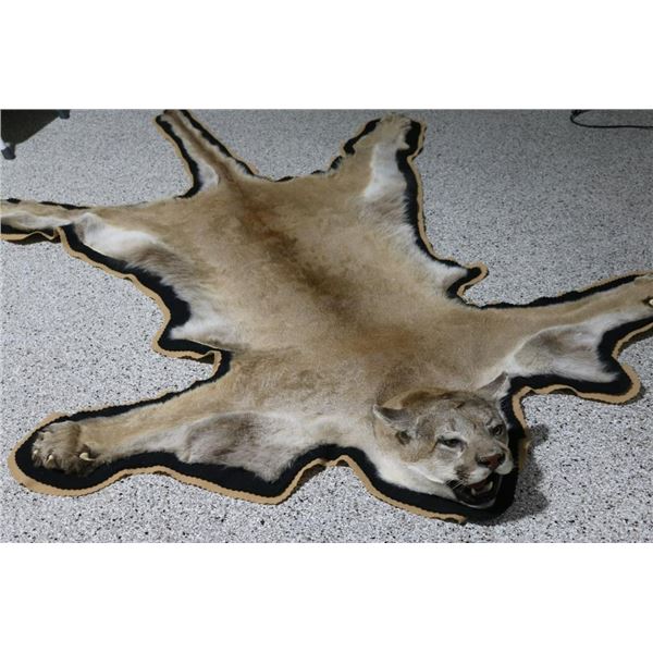 Mountain Lion Rug & Skull