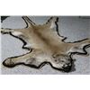 Image 1 : Mountain Lion Rug & Skull