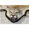Image 2 : Mountain Lion Rug & Skull