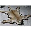 Image 3 : Mountain Lion Rug & Skull