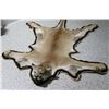 Image 4 : Mountain Lion Rug & Skull