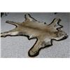 Image 5 : Mountain Lion Rug & Skull