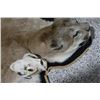 Image 6 : Mountain Lion Rug & Skull