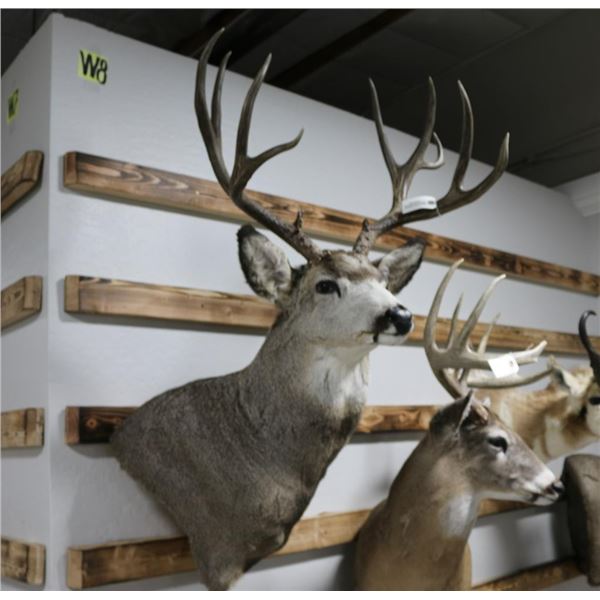 Mule Deer Taxidermy Mount