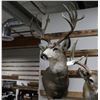 Image 2 : Mule Deer Taxidermy Mount