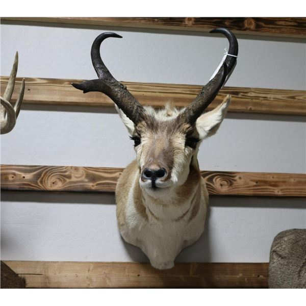 Pronghorn Taxidermy Mount