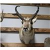 Image 1 : Pronghorn Taxidermy Mount