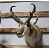 Image 2 : Pronghorn Taxidermy Mount