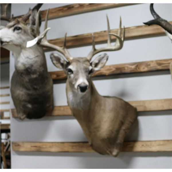 Mule Deer Taxidermy Mount