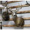 Image 1 : Mule Deer Taxidermy Mount