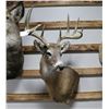 Image 2 : Mule Deer Taxidermy Mount