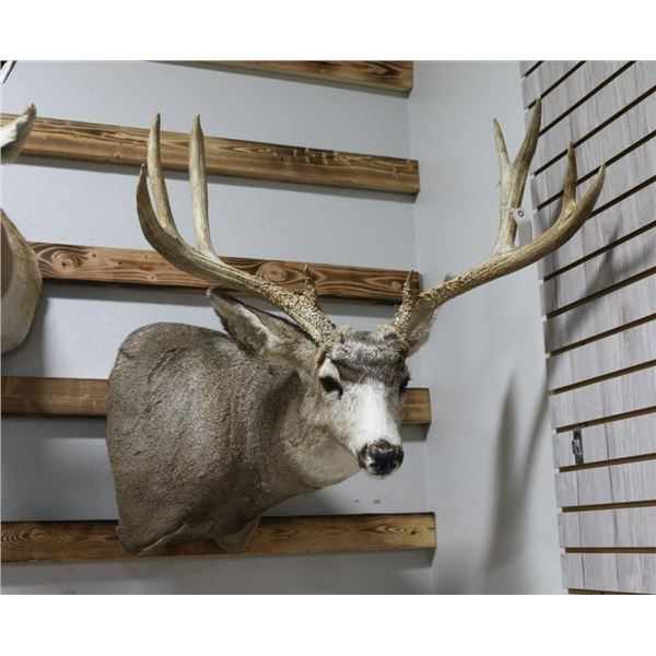 Mule Deer Taxidermy Mount