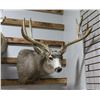Image 1 : Mule Deer Taxidermy Mount