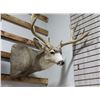 Image 2 : Mule Deer Taxidermy Mount
